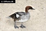 mergellus albellus smew mergellus albellus smew