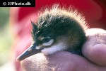 mergus serrator red breasted merganser mergus serrator red breasted merganser