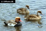 netta rufina red crested pochard netta rufina red crested pochard