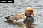 netta rufina red crested pochard netta rufina red crested pochard