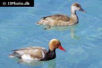 netta rufina red crested pochard netta rufina red crested pochard