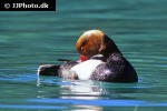 netta rufina red crested pochard netta rufina red crested pochard