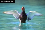 netta rufina red crested pochard netta rufina red crested pochard