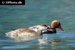 netta rufina red crested pochard netta rufina red crested pochard