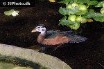nettapus auritus african pygmy goose nettapus auritus african pygmy goose