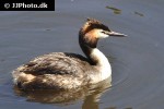 podiceps cristatus great crested grebe podiceps cristatus great crested grebe