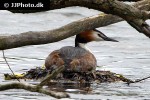 podiceps cristatus great crested grebe podiceps cristatus great crested grebe