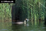 podiceps cristatus great crested grebe podiceps cristatus great crested grebe