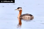 podiceps grisegena red necked grebe podiceps grisegena red necked grebe