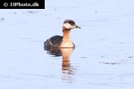 podiceps grisegena red necked grebe podiceps grisegena red necked grebe