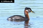 podiceps grisegena red necked grebe podiceps grisegena red necked grebe