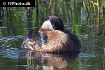 podiceps grisegena red necked grebe podiceps grisegena red necked grebe