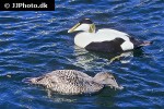 somateria molissima common eider somateria molissima common eider