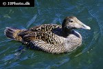 somateria molissima common eider somateria molissima common eider