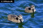 somateria molissima common eider somateria molissima common eider