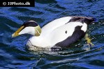 somateria molissima common eider somateria molissima common eider