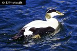 somateria molissima common eider somateria molissima common eider