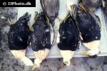 somateria molissima common eider somateria molissima common eider