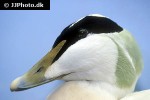 somateria molissima common eider somateria molissima common eider