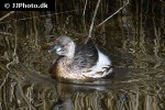 tachybaptus ruficollis little grebe tachybaptus ruficollis little grebe