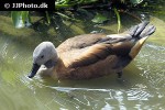 tadorna ferruginea ruddy shelduck tadorna ferruginea ruddy shelduck