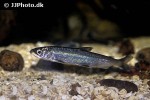 coregonus albula coregonus albula