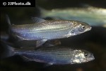 coregonus lavaretus coregonus lavaretus