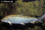 coregonus lavaretus coregonus lavaretus