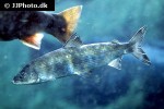 coregonus lavaretus coregonus lavaretus