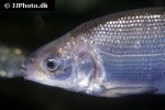 coregonus lavaretus coregonus lavaretus