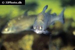coregonus lavaretus coregonus lavaretus