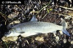 coregonus lavaretus coregonus lavaretus