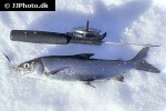 coregonus maraena coregonus maraena