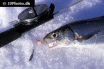 coregonus maraena coregonus maraena