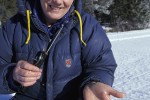 coregonus maraena coregonus maraena