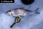 coregonus megalops coregonus megalops