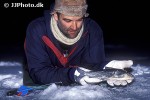 coregonus megalops coregonus megalops