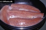 coregonus megalops coregonus megalops
