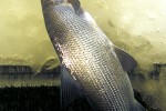 coregonus megalops coregonus megalops