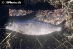 coregonus migratorius coregonus migratorius