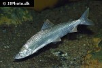 coregonus oxyrinchus coregonus oxyrinchus