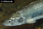 coregonus oxyrinchus coregonus oxyrinchus