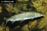 coregonus oxyrinchus coregonus oxyrinchus