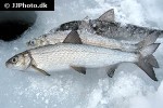 coregonus widegreni coregonus widegreni