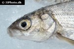 coregonus widegreni coregonus widegreni