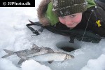 coregonus widegreni coregonus widegreni