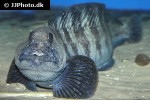 anarhichas lupus anarhichas lupus