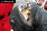 anarhichas lupus anarhichas lupus