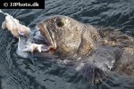 anarhichas lupus anarhichas lupus