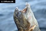 anarhichas lupus anarhichas lupus
